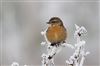Stonechat