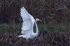 Great White Egret