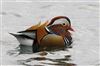 Mandarin Duck