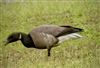 Brent Goose