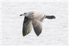 Photo of Herring Gull at Willen Lake South, Willen Lakes, Buckinghamshire. Taken by Michael Haberfield on 16th November 2025.