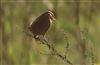 Stonechat
