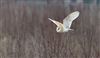 Barn Owl