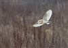 Barn Owl