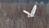 Barn Owl