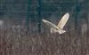 Barn Owl