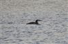 Photo of Great Northern Diver at Foxcote Res, Buckinghamshire. Taken by David Burbridge on 20th November 2025.