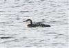 Photo of Great Northern Diver at Foxcote Res, Buckinghamshire. Taken by Robert Meardon on 20th November 2025.
