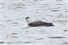 Photo of Great Northern Diver at Foxcote Res, Buckinghamshire. Taken by Robert Meardon on 20th November 2025.