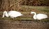 Whooper Swan