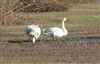 Photo of Whooper Swan at Little Marlow GP, Buckinghamshire. Taken by John Edwards on 23rd November 2025.