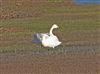 Photo of Whooper Swan at Little Marlow GP, Buckinghamshire. Taken by John Edwards on 23rd November 2025.