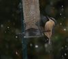 Photo of Nuthatch at Lee Common , Buckinghamshire. Taken by Don Stone on 19th November 2025.