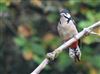 Great Spotted Woodpecker