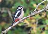 Great Spotted Woodpecker