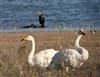 Whooper Swan