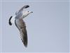 Common Gull