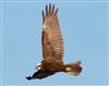 Marsh Harrier
