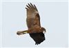 Marsh Harrier