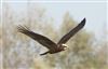 Marsh Harrier