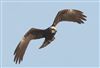 Marsh Harrier