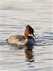 Goosander