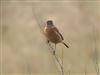 Stonechat