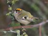 Goldcrest