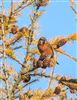 Common Crossbill