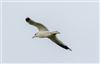 Common Gull