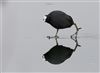 Coot