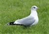Common Gull