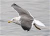 Lesser Black-backed Gull