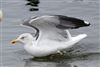 Lesser Black-backed Gull