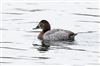 Pochard at Willen Lake South, Willen Lakes, Buckinghamshire. Photographed by Michael Haberfield on 14th January 2025.