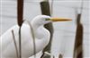 Great White Egret