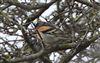 Brambling