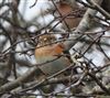 Brambling
