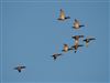 Pochard at Furzton Lake, Milton Keynes, Buckinghamshire. Photographed by Harry Appleyard on 13th December 2025.