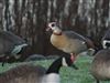 Egyptian Goose