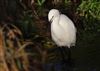 Photo of Little Egret at Chesham Moor, Buckinghamshire. Taken by Don Stone on 13th December 2025.