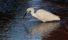 Photo of Little Egret at Chesham Moor, Buckinghamshire. Taken by Don Stone on 13th December 2025.