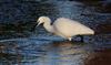 Photo of Little Egret at Chesham Moor, Buckinghamshire. Taken by Don Stone on 13th December 2025.