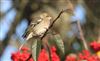 Photo of Chaffinch at Lee Common , Buckinghamshire. Taken by Don Stone on 13th December 2025.