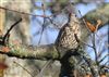 Photo of Mistle Thrush at Lee Common , Buckinghamshire. Taken by Don Stone on 13th December 2025.
