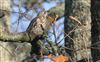 Photo of Mistle Thrush at Lee Common , Buckinghamshire. Taken by Don Stone on 13th December 2025.