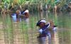 Photo of Mandarin Duck at Wendover Canal, Buckinghamshire. Taken by Don Stone on 11th December 2025.