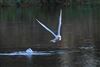 Photo of Black-headed Gull at Wendover Canal, Buckinghamshire. Taken by Don Stone on 11th December 2025.