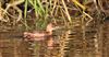 Photo of Little Grebe at Wendover Canal, Buckinghamshire. Taken by Don Stone on 11th December 2025.