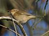 Photo of Chiffchaff at Emerson Valley, Milton Keynes, Buckinghamshire. Taken by Harry Appleyard on 19th December 2025.
